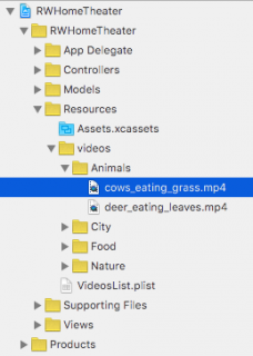 CowsEatingGrassLocation