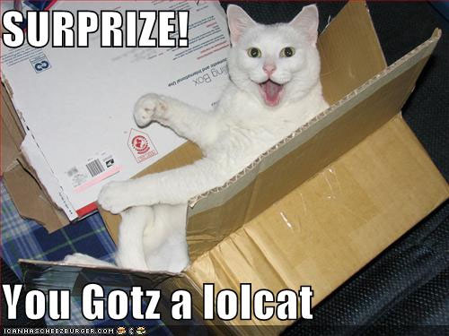 LOLcat