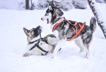 siberian_husky_small.jpg